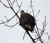 2015 03 015 Eagles009